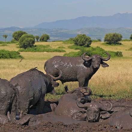 11 Days Uganda And Rwanda Private Safari Tour