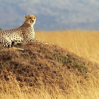 tourhub | Gracepatt Ecotours Kenya | 5 Days Aberdares Lake Nakuru & Masai Mara Wildlife Safari 