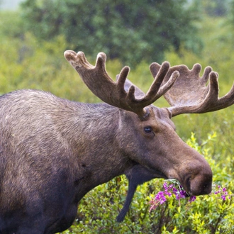 tourhub | Exodus Adventure Travels | Alaska Wildlife & Wilderness 