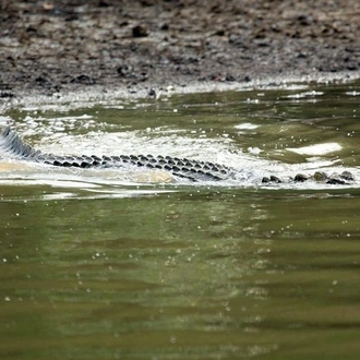 tourhub | Agora Voyages | Bhitarkanika Mangrove Forest Tour 