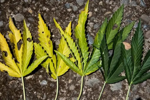 How To Identify Rust Fungus On Leaves