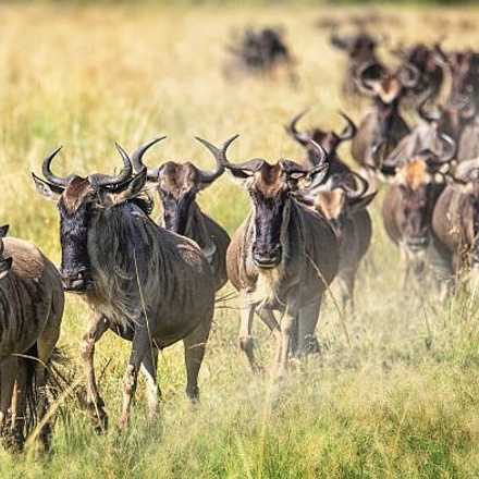 5 Days Popular Tanzania Serengeti migration Safari Tour in Southern Ndutu