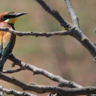 tourhub | Travel Editions | Flowers and Wildlife of the Balearics - Mallorca and Menorca tour 