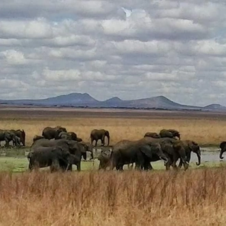 Explore Tanzania Big-Five Safari