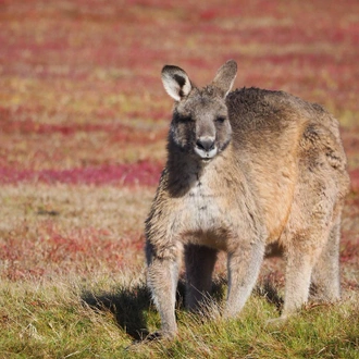 tourhub | Intrepid Travel | Best of Tasmania 