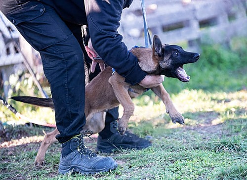 Représentation de la formation : La gestion des chiens dangereux_ASVP