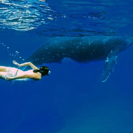 Tonga Whale Encounters