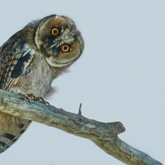 tourhub | Bunica Maria | Danube Delta Birding Tour, Romania 