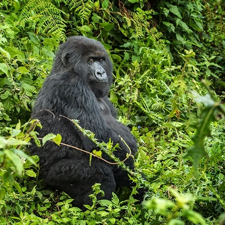 Gorilla trekking, Uganda