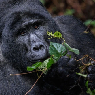 tourhub | Intrepid Travel | Remarkable Rwanda & Gorillas of Uganda 