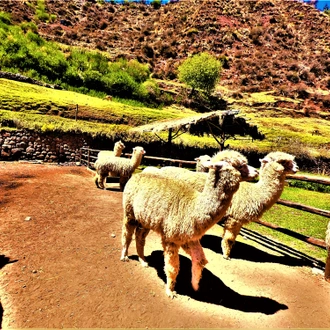 tourhub | TreXperience | Sacred Valley and Machu Picchu Tours - 2 Days 