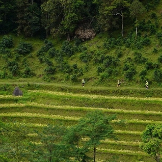 tourhub | Mr Linh's Adventures | Trekking through Hoang Su Phi rice fields 4 days 3 nights 