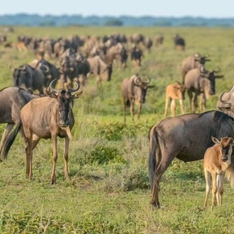 tourhub | Verdoro Safaris | 11-Days Great Beast Migration and Gorilla Safari 