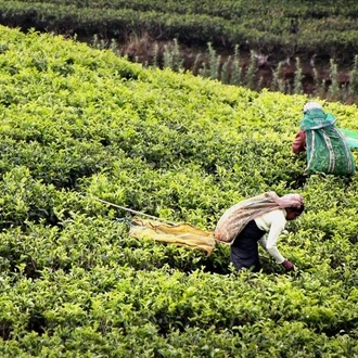 tourhub | Tweet World Travel | Sri Lanka Discovery Tour: A Walking Through Time 