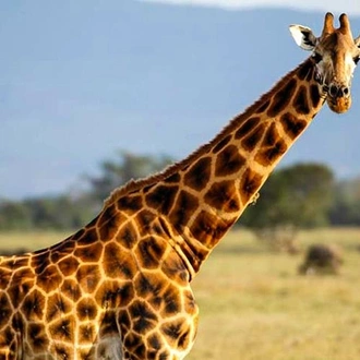 tourhub | Bamba Travel | Lakes & Mountain Safari 10D/9N (Masai Mara, Lake Nakuru & Baringo, Samburu, Amboseli) 