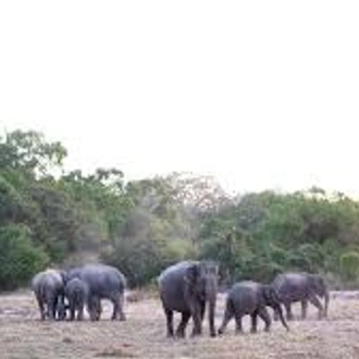 tourhub | Ceylon Travel Dream | 3 Days National Park Safari Trail  