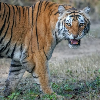 tourhub | Discover Activities | India's Golden Triangle with Tiger Terrain 