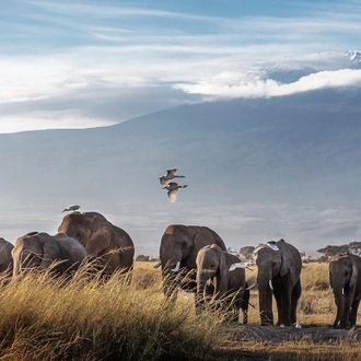 tourhub | Gracepatt Ecotours Kenya | From Nairobi: 2 Days Amboseli National Park Safari Package 