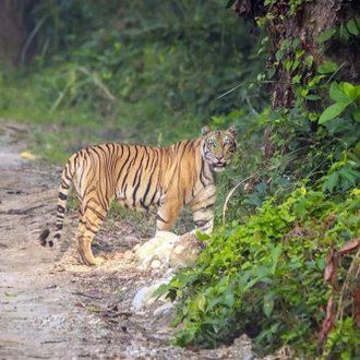 tourhub | Cordial Trek Pvt. Ltd | Chitwan Jungle Safari Tour 