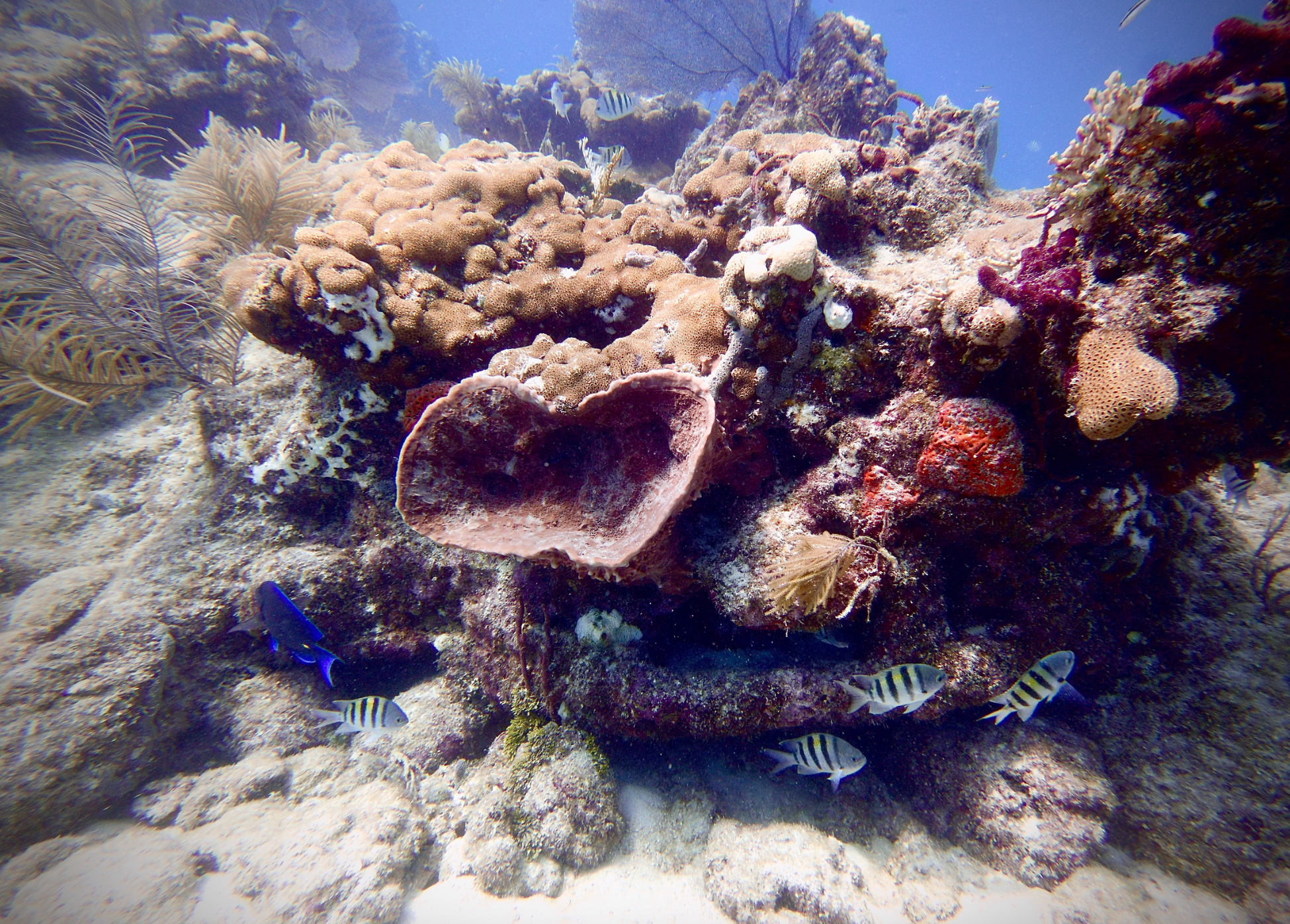 Afternoon 2-Tank Reef Dive