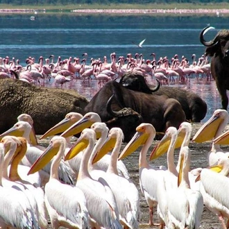 tourhub | Bamba Travel | Lakes & Mountain Safari 10D/9N (Masai Mara, Lake Nakuru & Baringo, Samburu, Amboseli) 