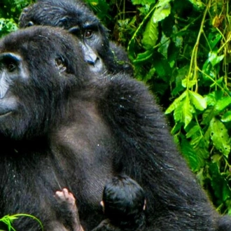 tourhub | Bamba Travel | Uganda Gorilla Safari Air-Expedition 4D/3N 