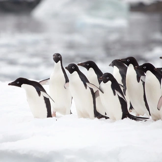 tourhub | Intrepid Travel | Best of Antarctica In Depth (Ocean Endeavour) 