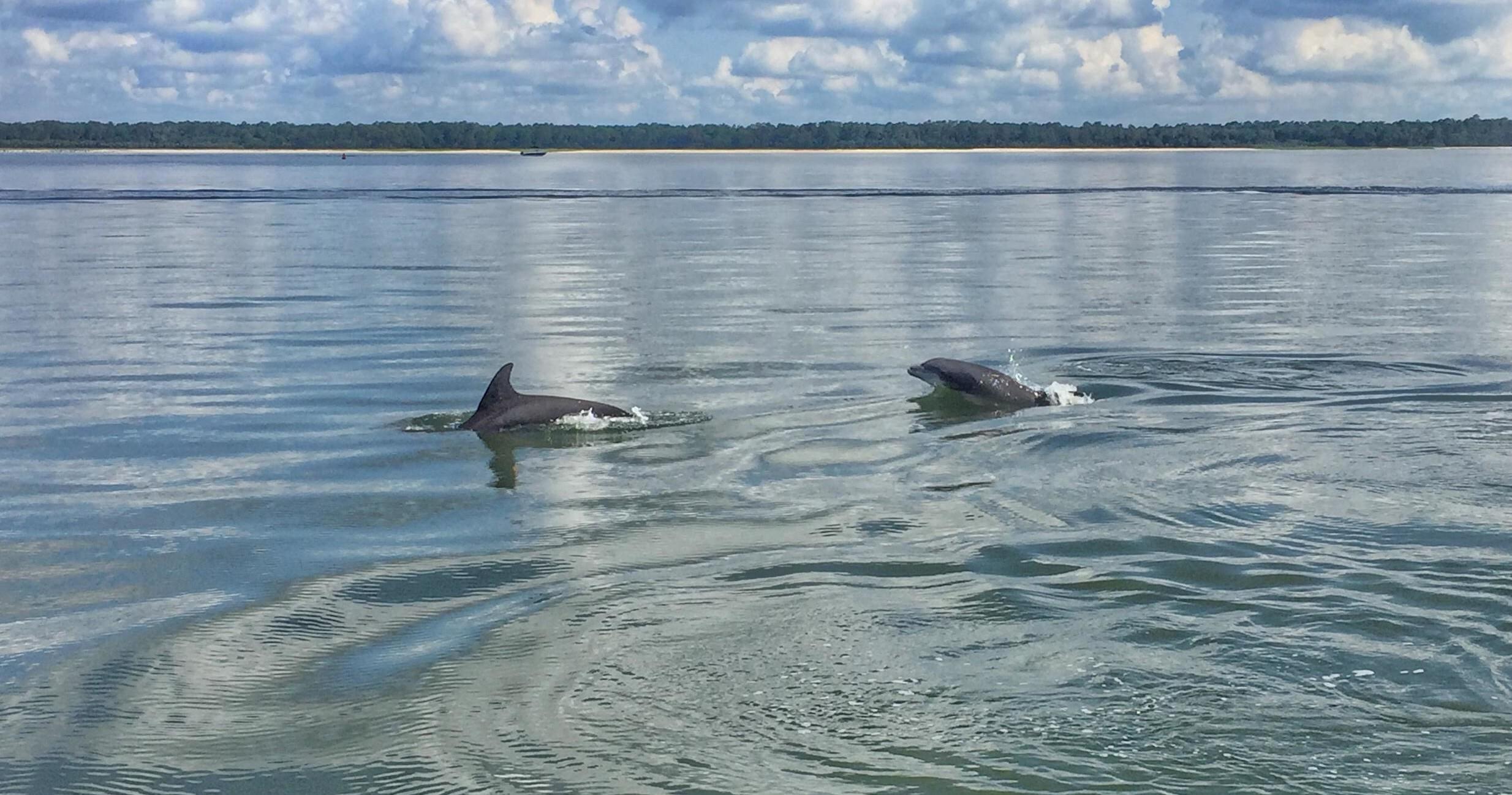 Dolphin Tour