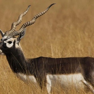 tourhub | Agora Voyages | Blackbuck Safari from Ahmedabad 