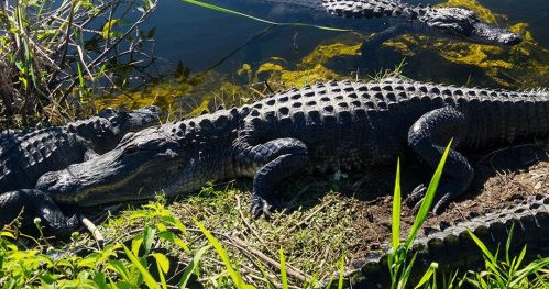 Everglades Tour with Pickup - Accommodations in Miami