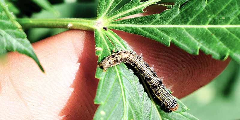 Stop Caterpillars And Inchworms Before They Become a Problem