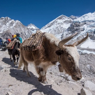 tourhub | Intrepid Travel | Epic Everest Base Camp Trek 