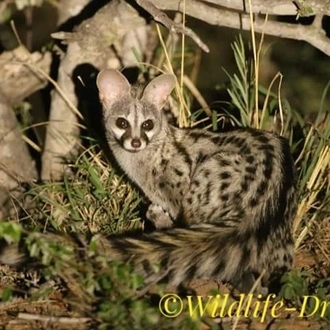 tourhub | Wildlife Dreams | Kruger National Park Photographic Safari 