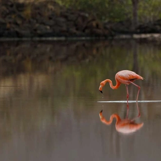 tourhub | Explore! | Galapagos - Central, North, South and East Islands aboard the Archipel I 