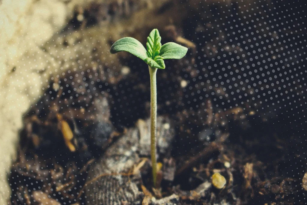 Understanding The Cannabis Seedling Stage