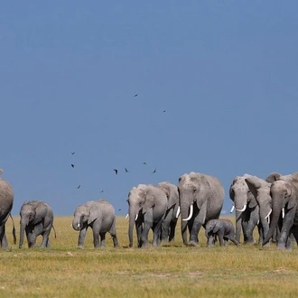 tourhub | Divulge Adventures | 3 Days 2 Nights Amboseli National Park 