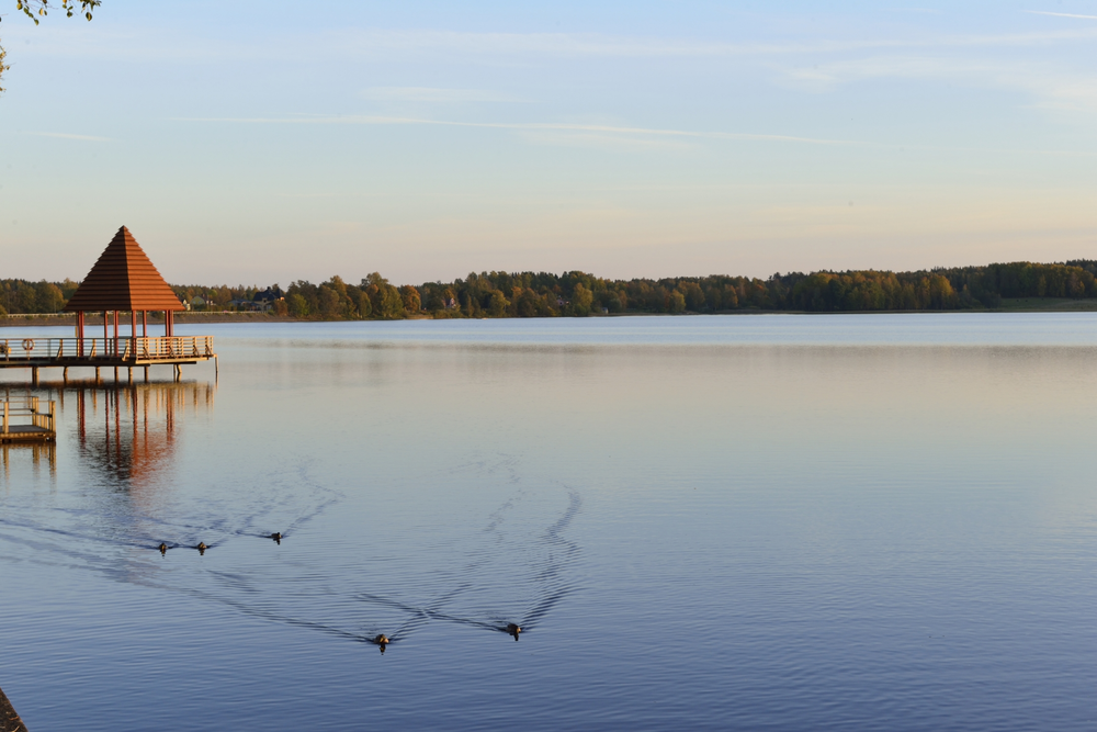 Kyrkbryggan i Lindessjön, änder som simmar i vattnet. 
