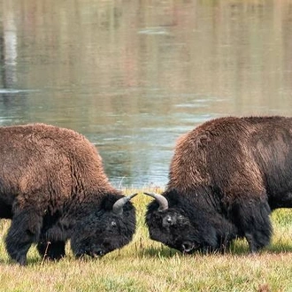 tourhub | On The Go Tours | Yellowstone Camping Adventure - 7 days 