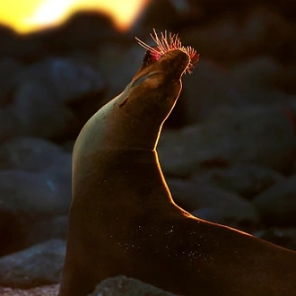 tourhub | Exodus Adventure Travels | Galapagos Voyage: Back in Time - Premium Adventure 