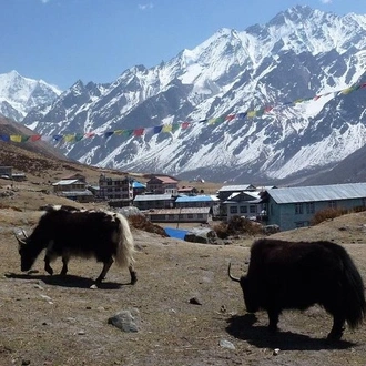 tourhub | Himalayan Adventure Treks & Tours |  Langtang Valley Trek 