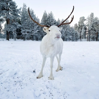 tourhub | Collette | The Northern Lights of Finland  