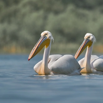 tourhub | Bunica Maria | Birding Danube Delta 