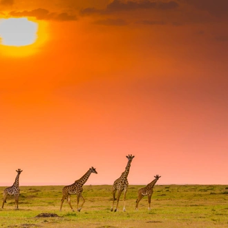 tourhub | Today Voyages | Kenya classic Safari 