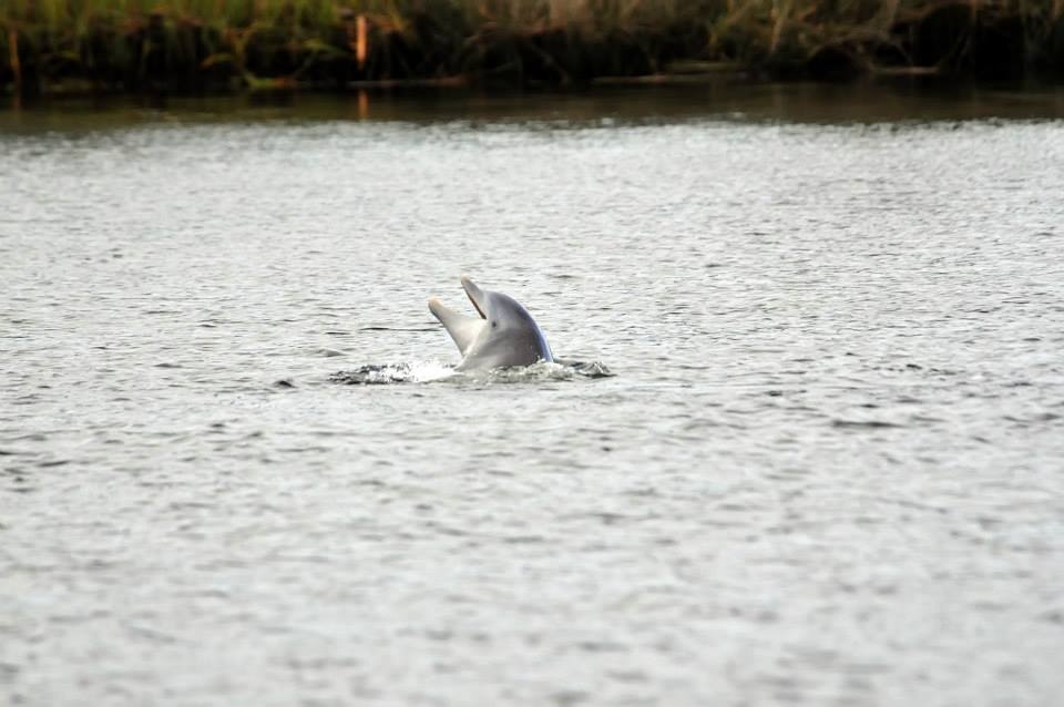 River Safari Wildlife Tour