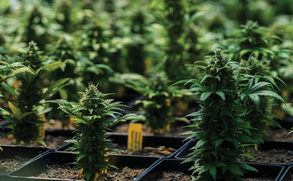 Ease of Growing Autoflower Cannabis Seeds