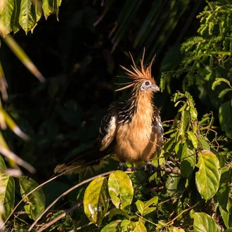 tourhub | Bamba Travel | Puerto Maldonado Amazon Eco-Lodge 6D/5N (from Cuzco) 