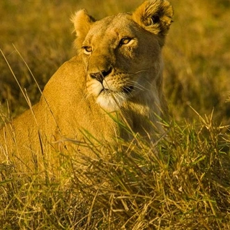 tourhub | Bamba Travel | Masai Mara Interactive Safari 3D/2N 