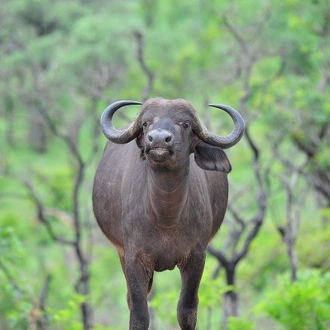 tourhub | The Mzansi Experience | 4-Day Kruger National Park Big 5 & Panorama Route Tented Safari 