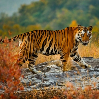 tourhub | Intrepid Travel | Premium India Safari 