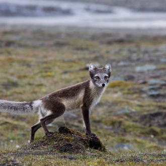 tourhub | Exodus Adventure Travels | Three Arctic Islands (Southbound) 